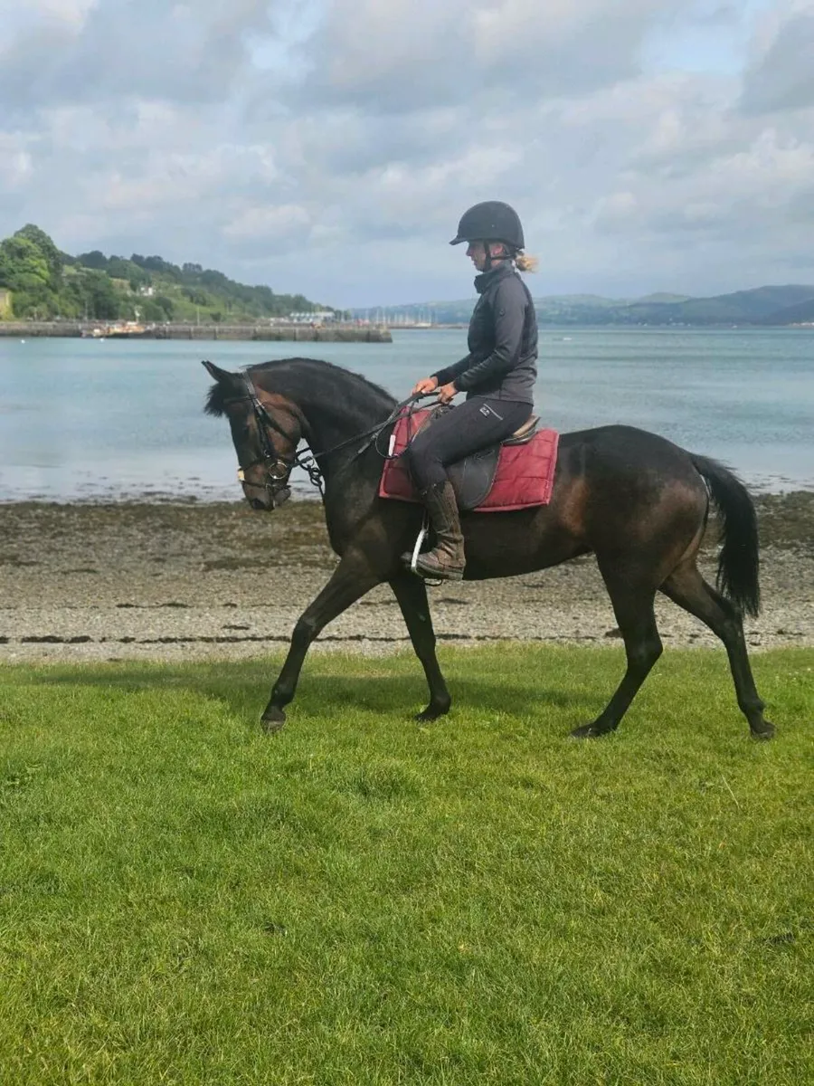 Perfect project pony - Image 3