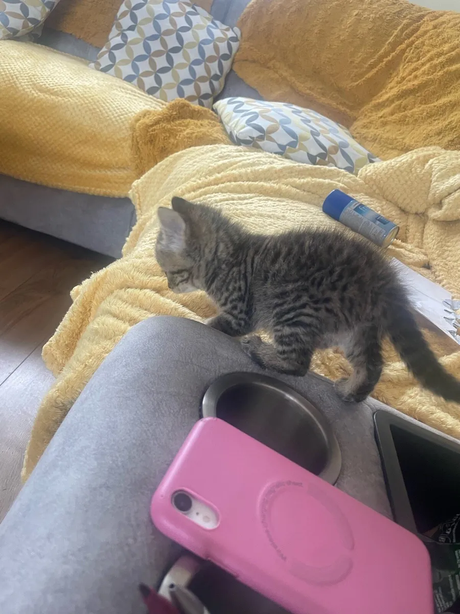 Kittens - Image 1