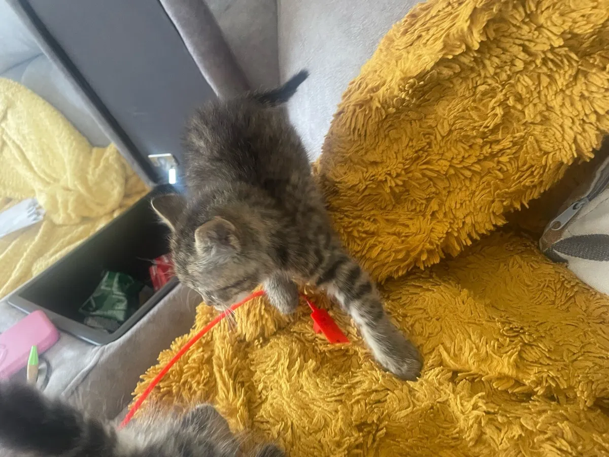 Kittens - Image 2