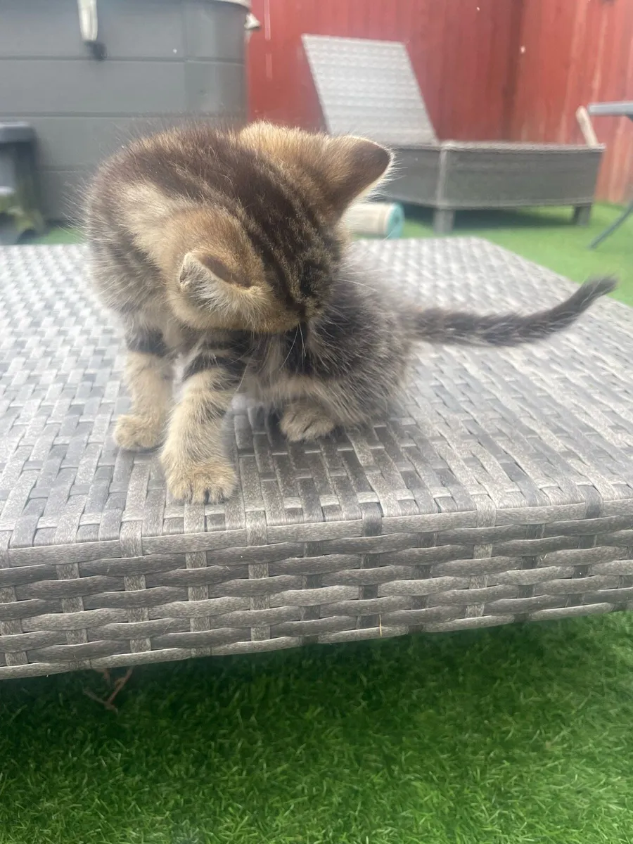 Kittens - Image 3