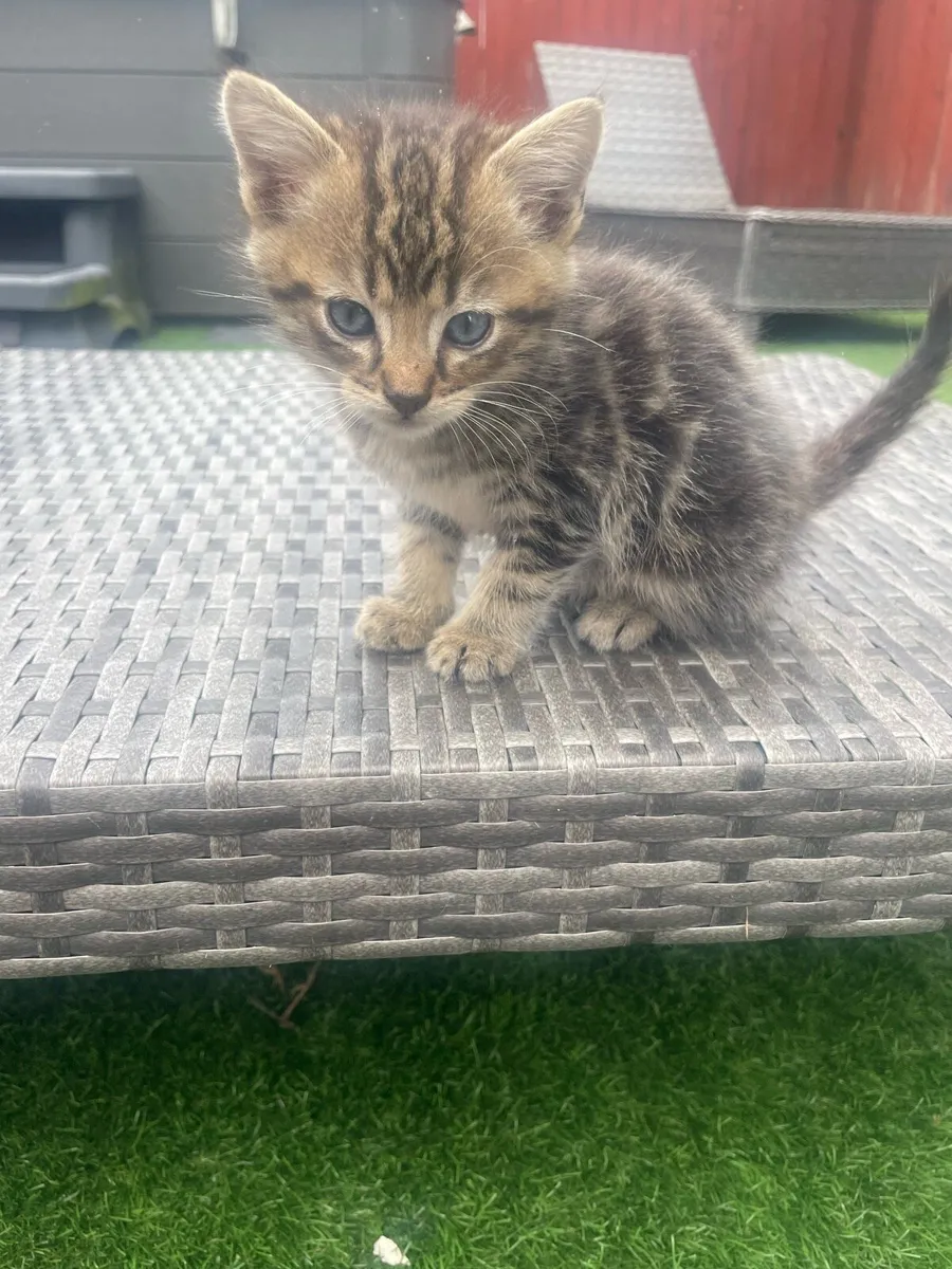 Kittens - Image 4