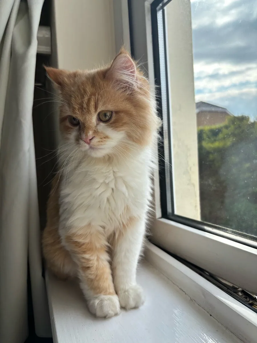 Scottish Straight Kitten - Image 1