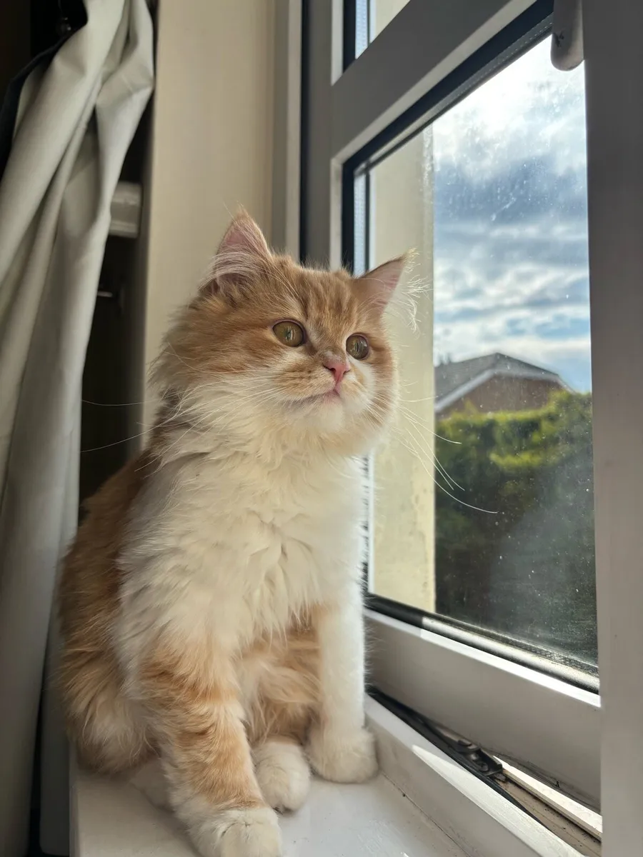 Scottish Straight Kitten - Image 2