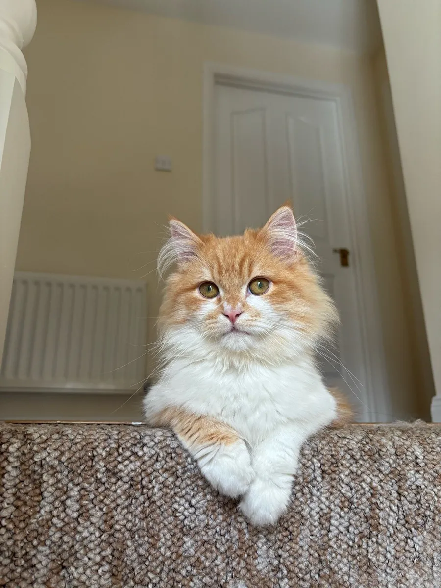 Scottish Straight Kitten - Image 3