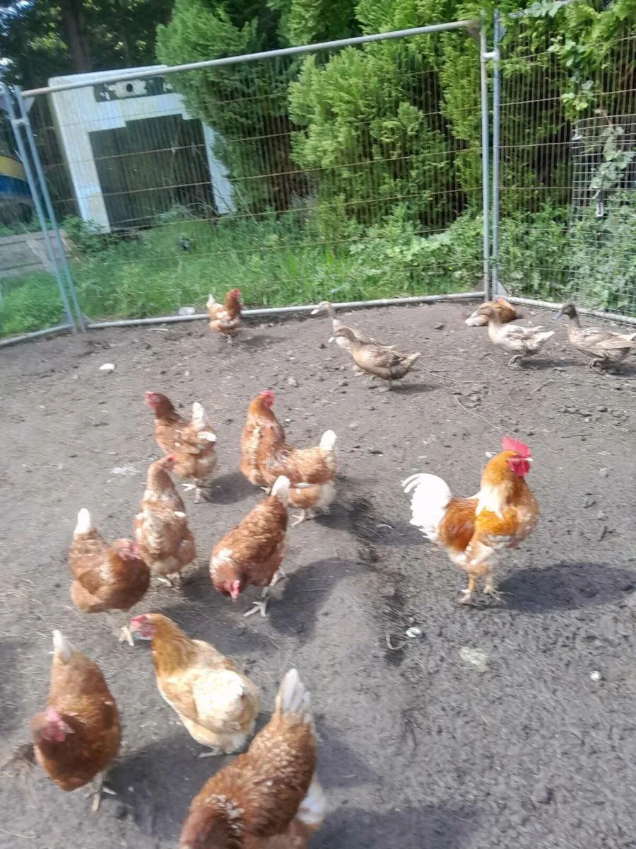 Hen and Duck eggs Freerange - Image 1