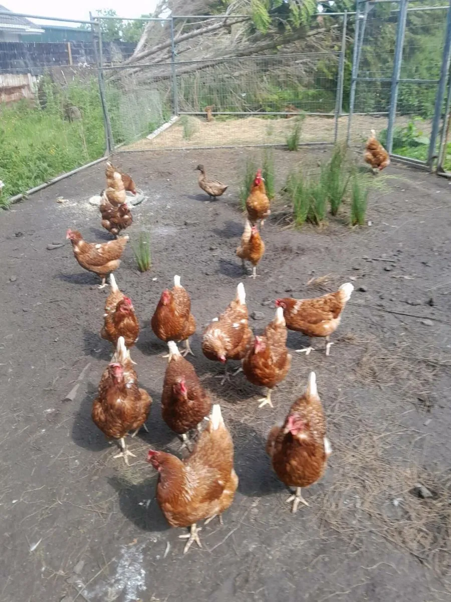 Hen and Duck eggs Freerange - Image 2
