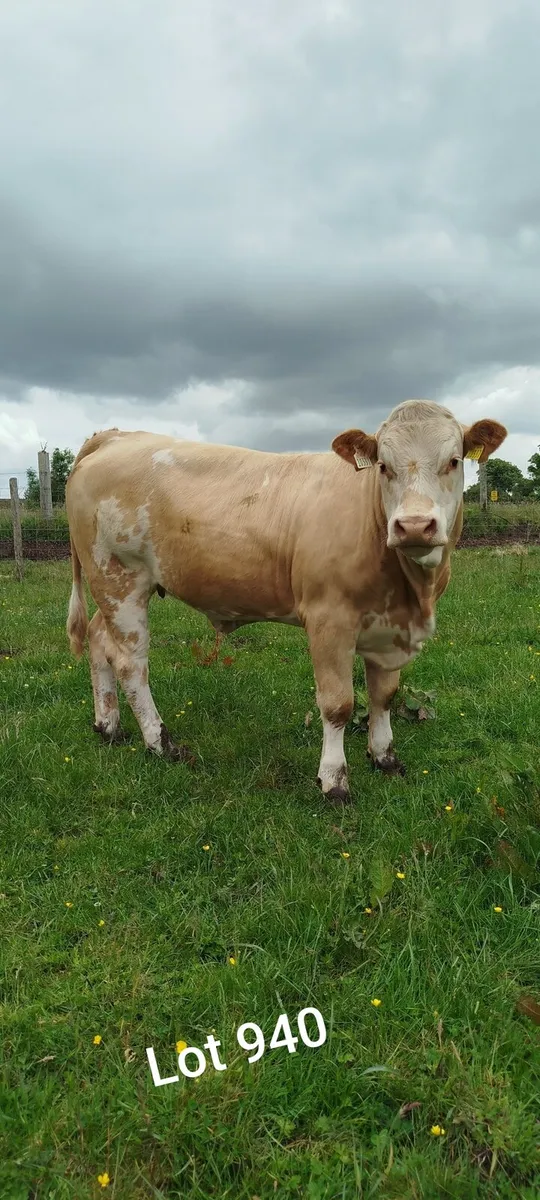 5 ⭐Heifers Balla Mart 07/06/25 - Image 1