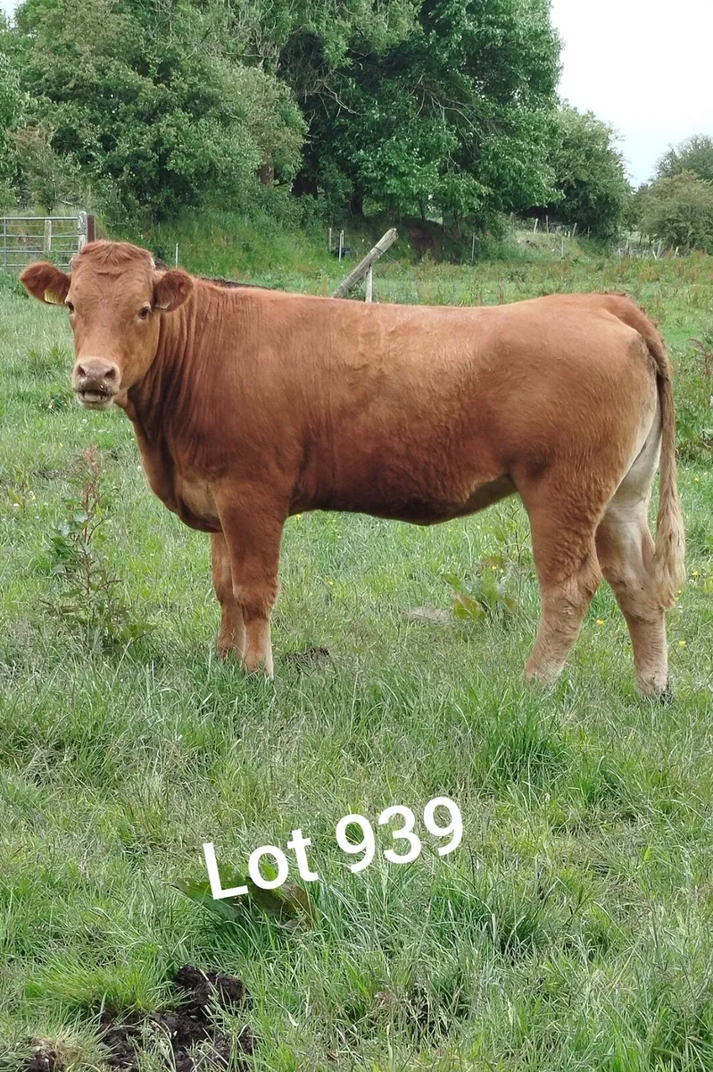 5 ⭐Heifers Balla Mart 07/06/25 - Image 2