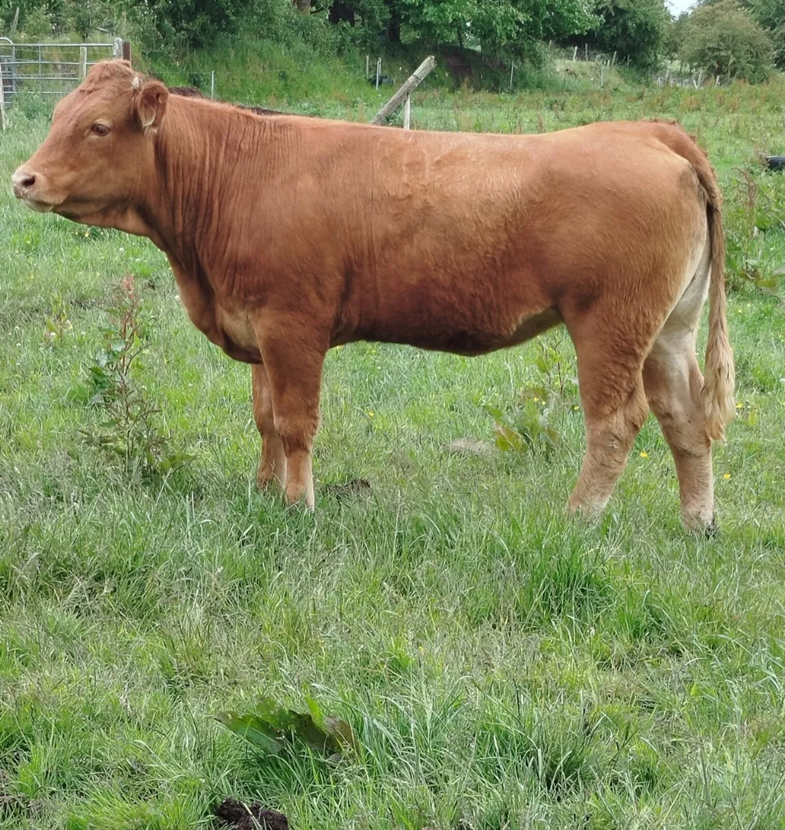 5 ⭐Heifers Balla Mart 07/06/25 - Image 3