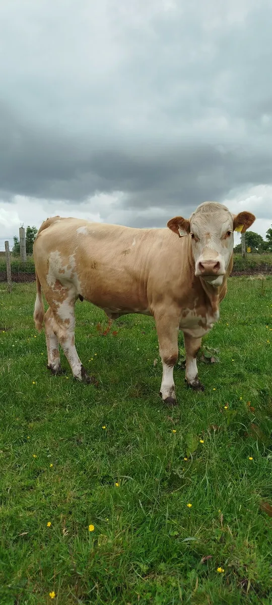 5 ⭐Heifers Balla Mart 07/06/25 - Image 4