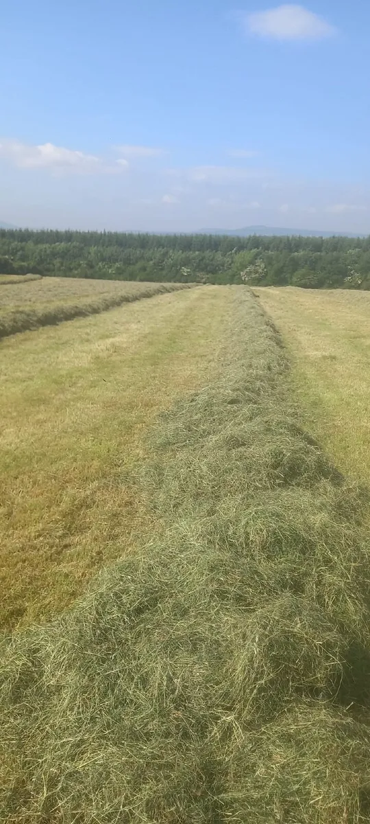 Round Bales of Haylage - Image 2