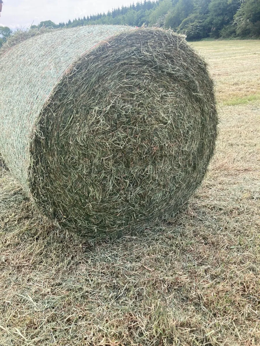 Round Bales of Haylage - Image 1
