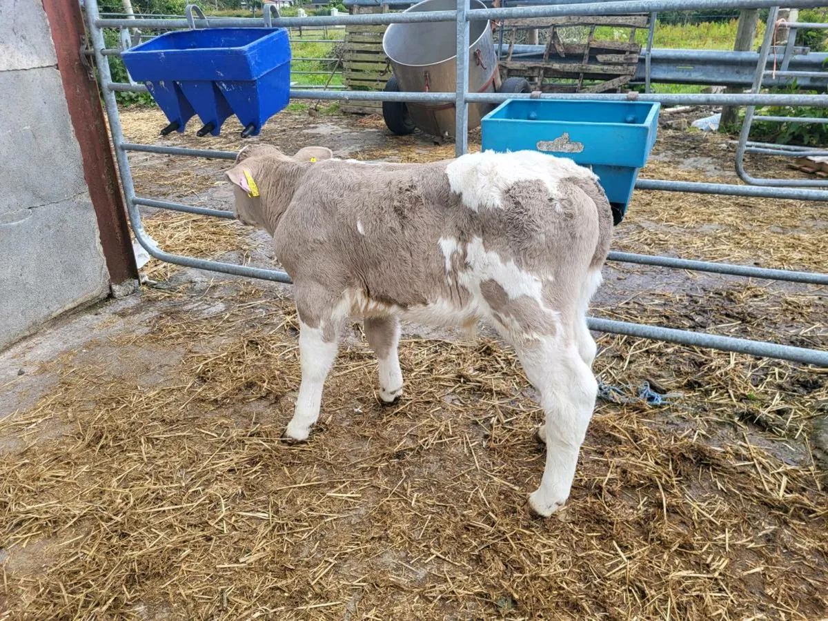 Super  charolais  bull calf for sale - Image 4