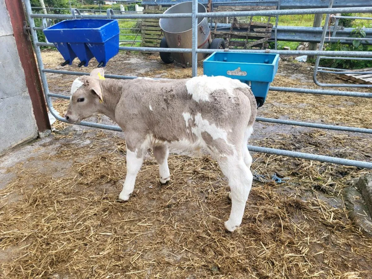 Super  charolais  bull calf for sale - Image 1