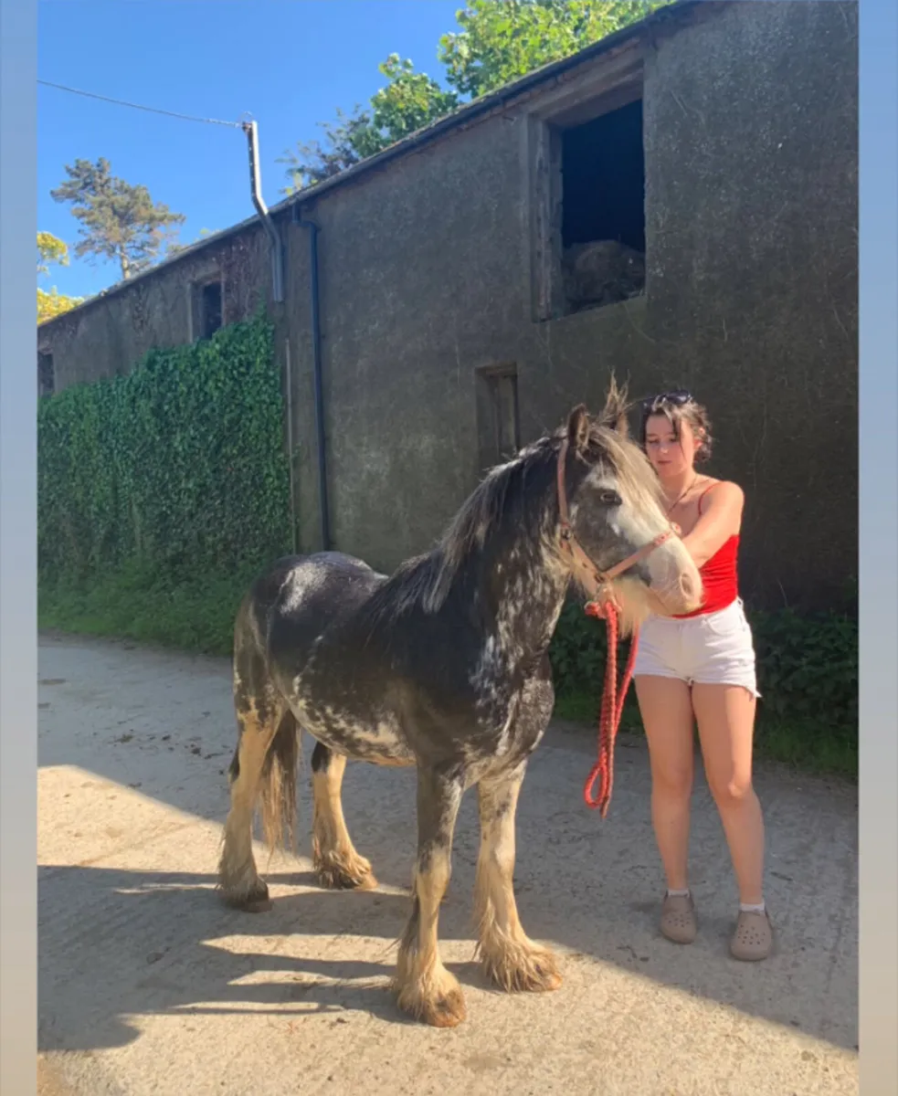Blue blagdon stallion - Image 1