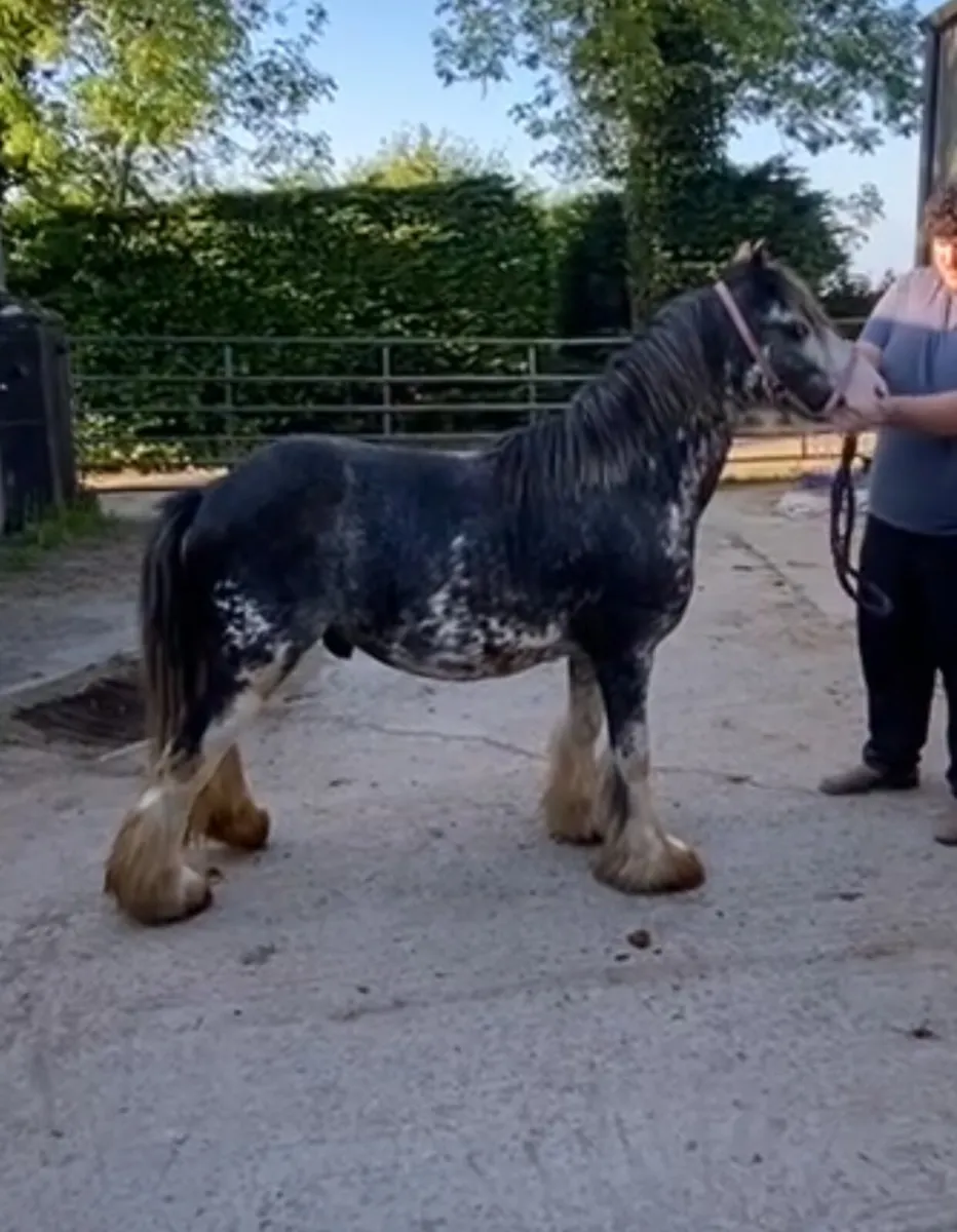 Blue blagdon stallion - Image 2
