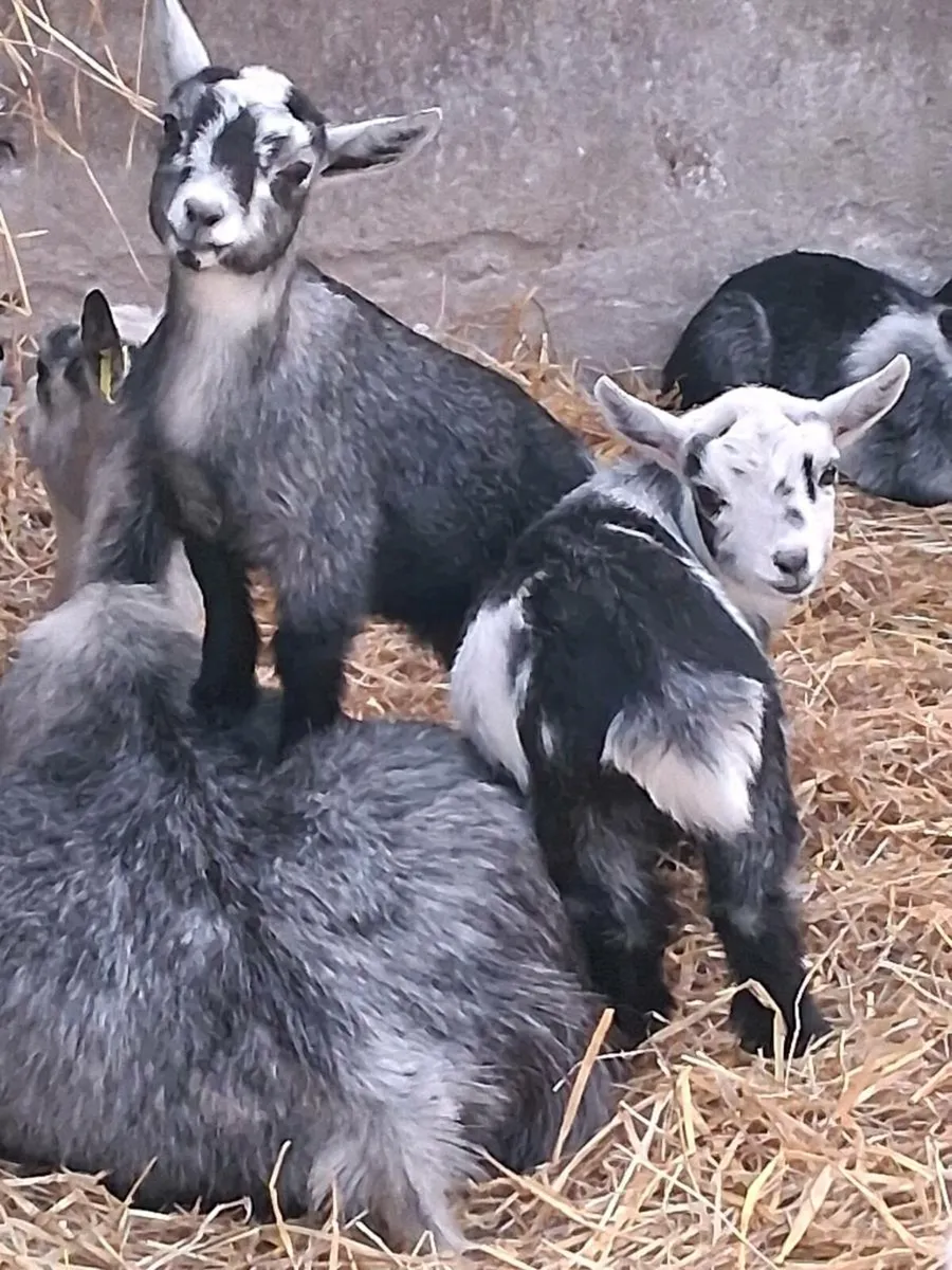 Pygmy goat kids - Image 1
