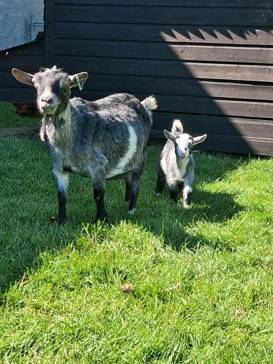 Pygmy goat kids - Image 2