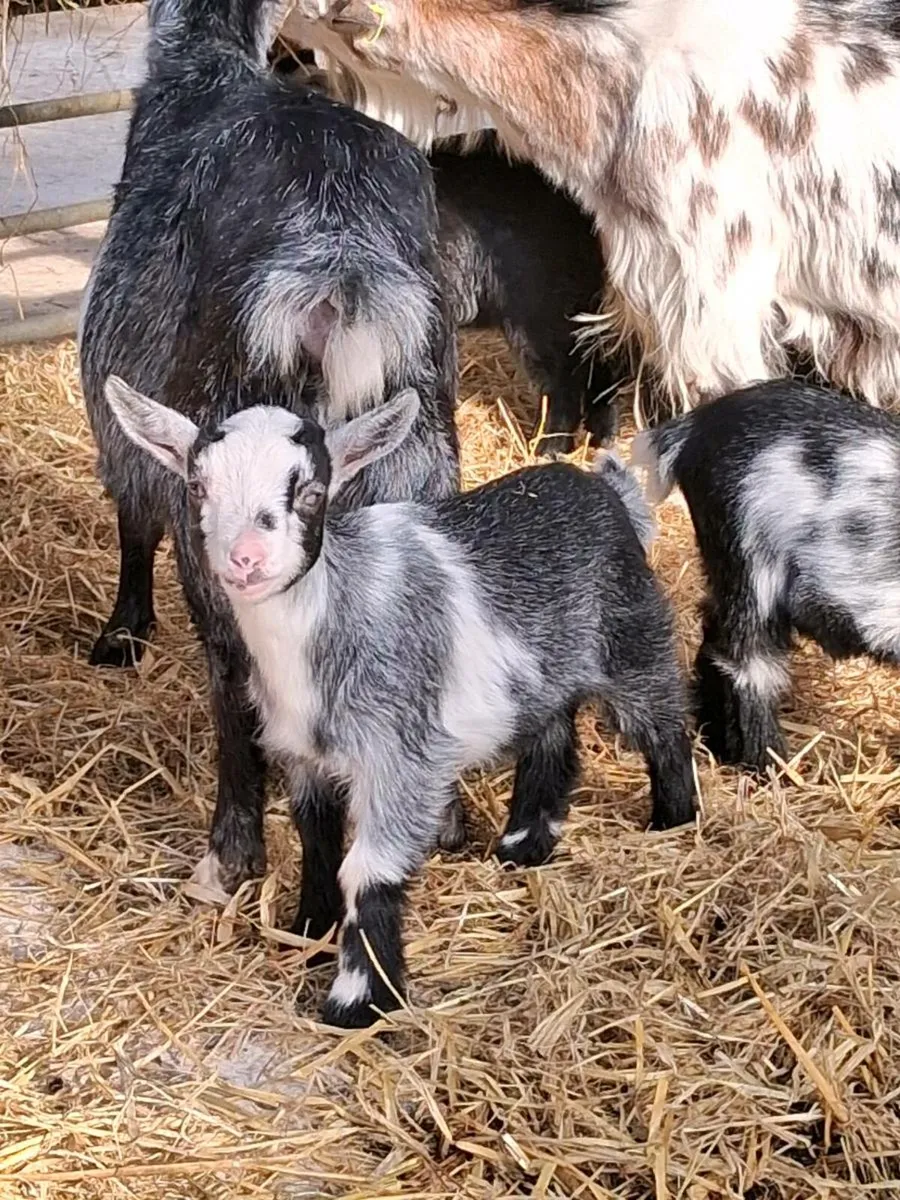 Pygmy goat kids - Image 3