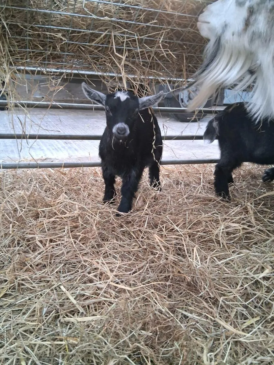 Pygmy goat kids - Image 4