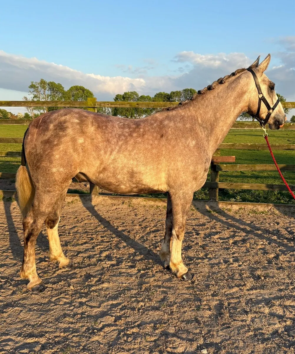 3 yr old RID - Image 2