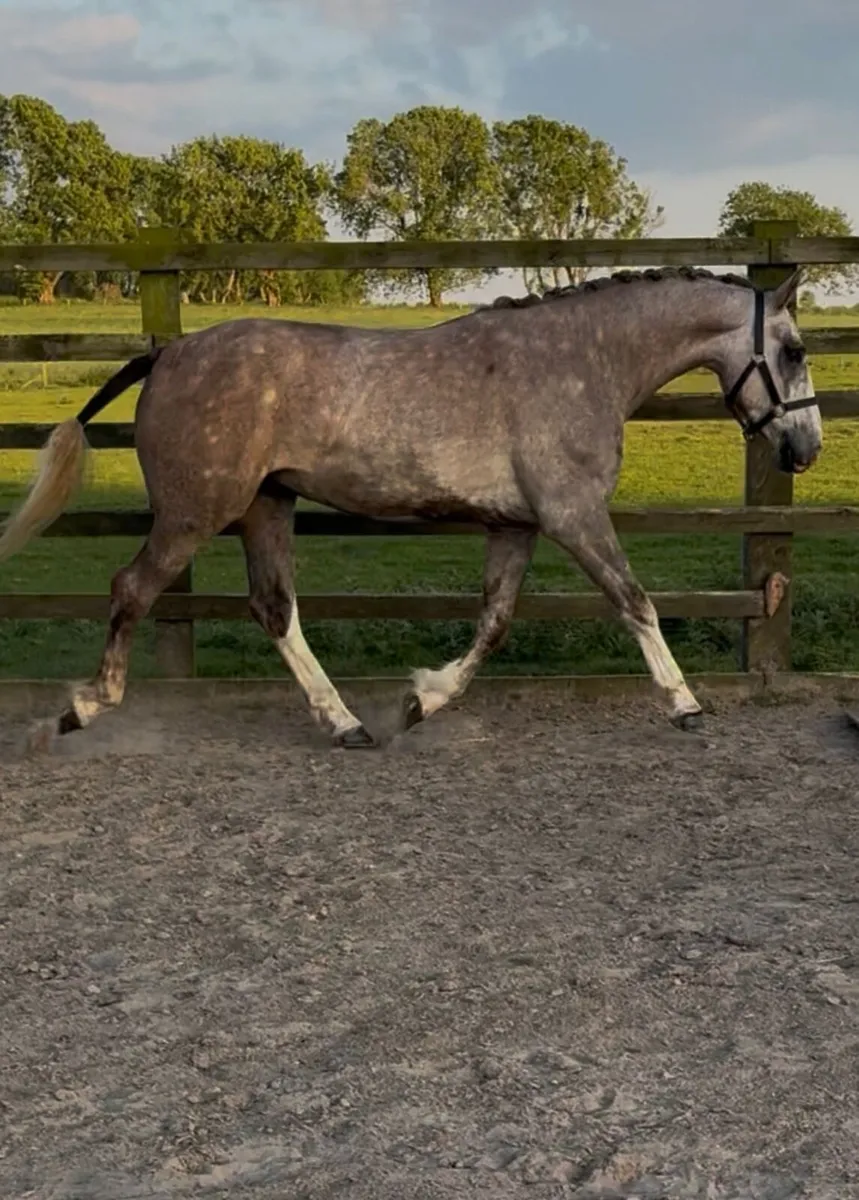 3 yr old RID - Image 1