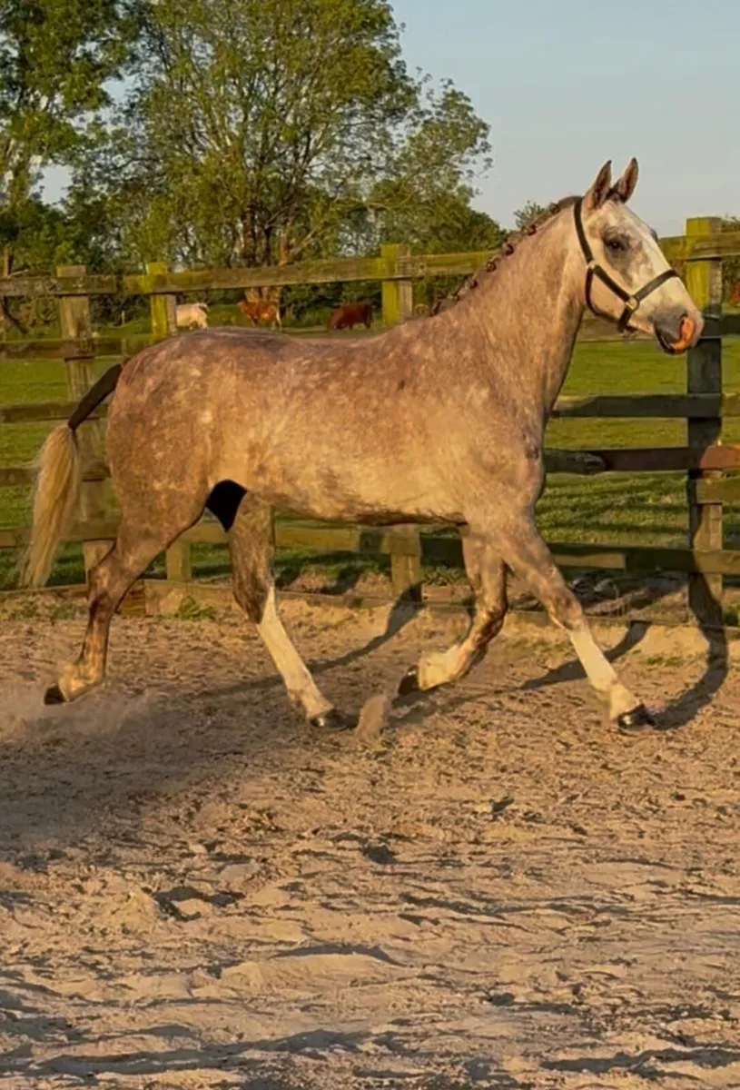3 yr old RID - Image 4