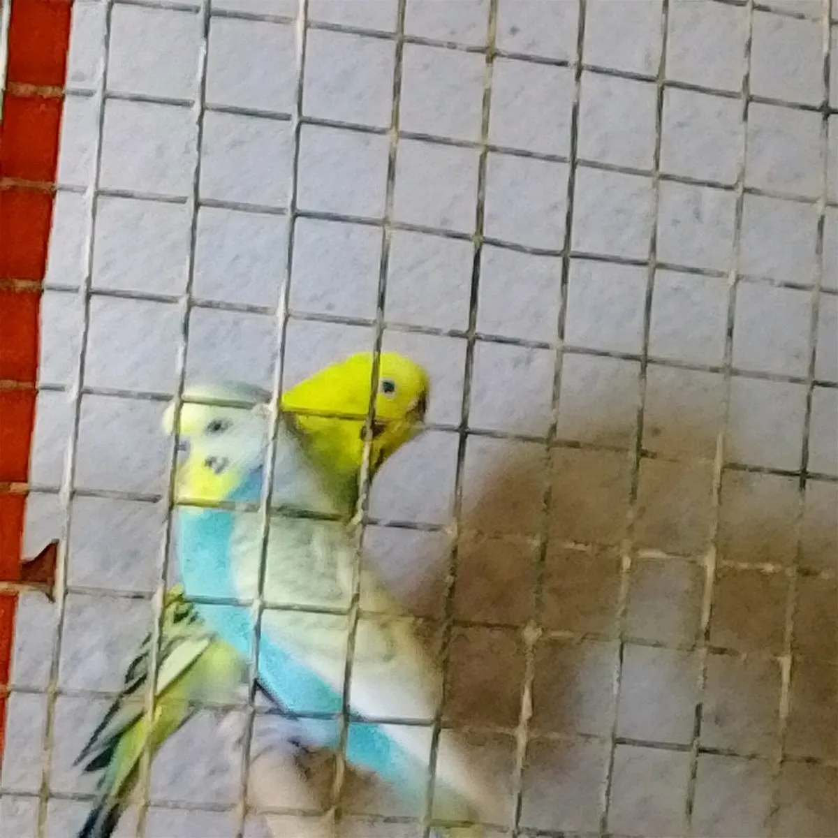 Birds - Image 2