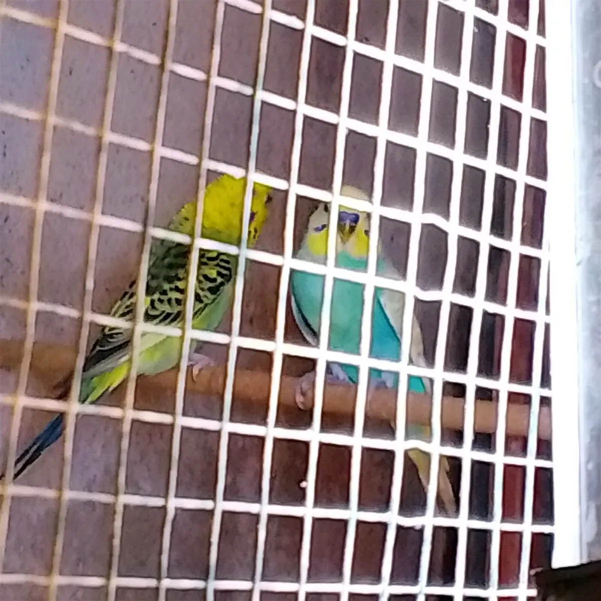 Birds - Image 3