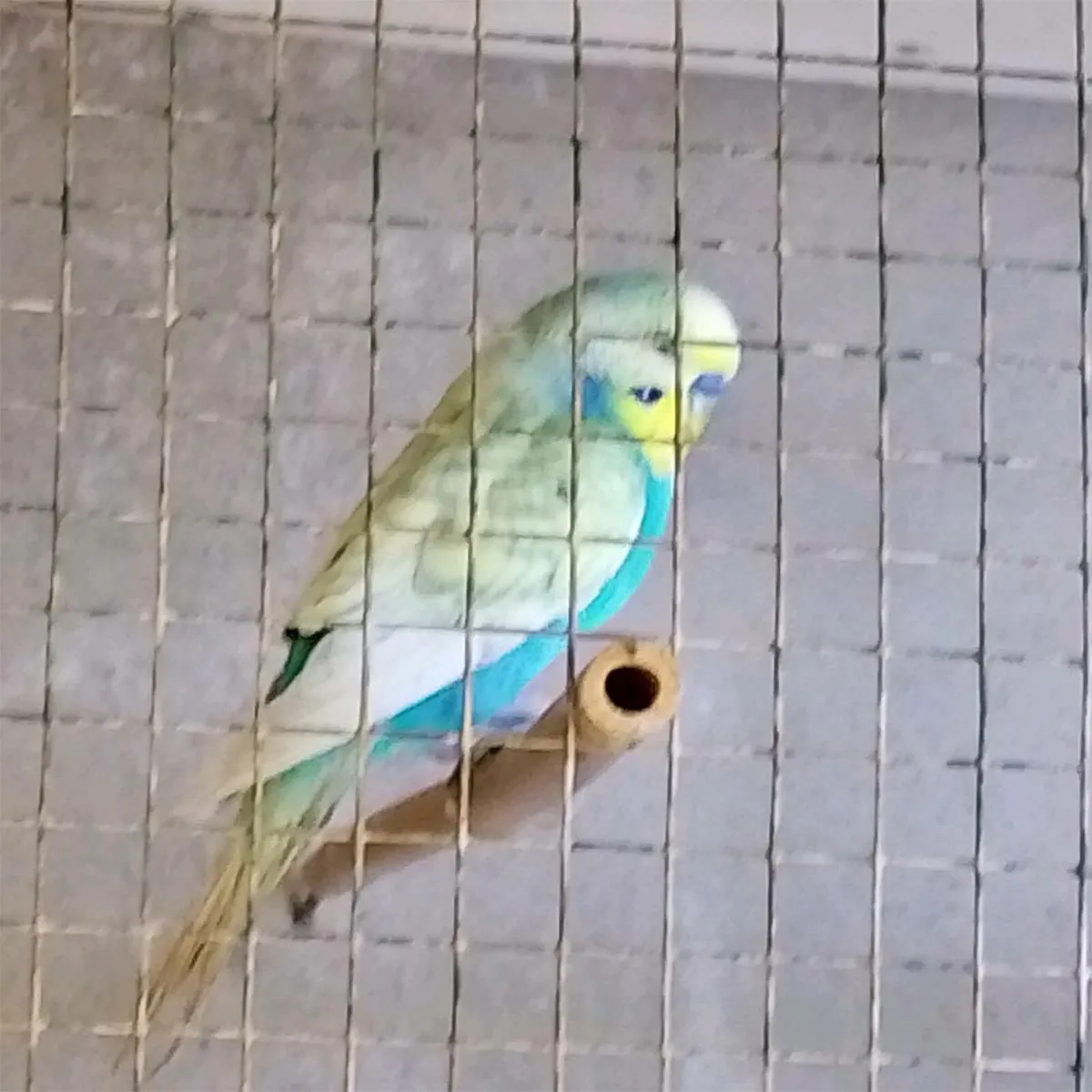 Birds - Image 4