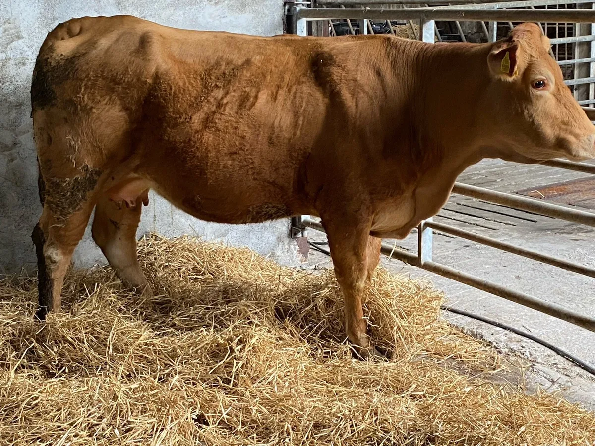 Showing in Balla mart tomorrow Sat 7th. Lot 2613 - Image 2