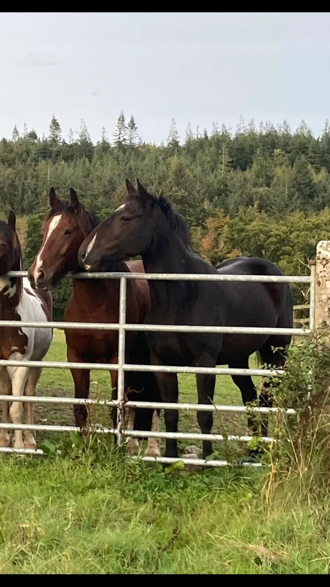 15.1hh 5 year old gelding - Image 1