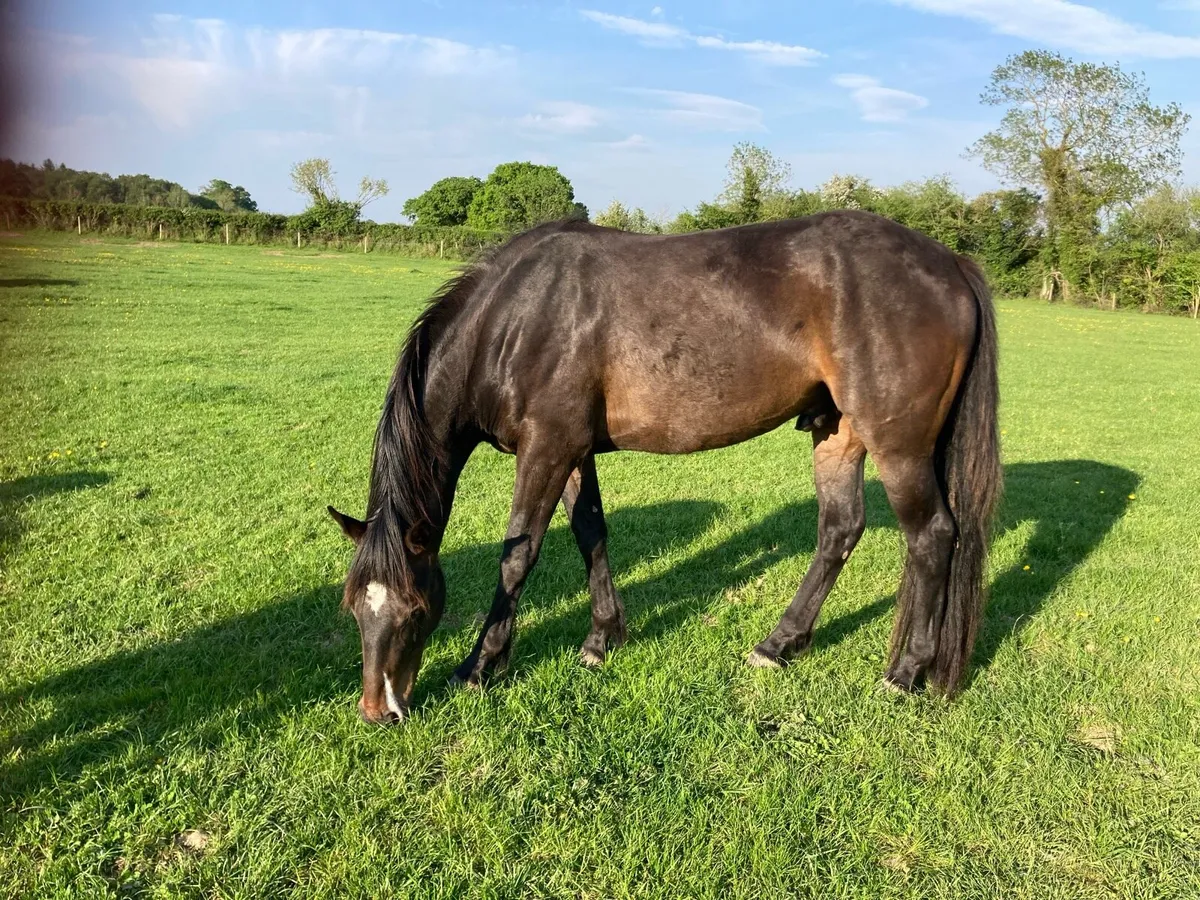 15.1hh 5 year old gelding - Image 2