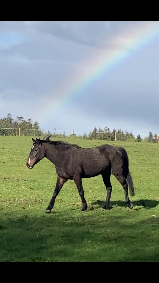 15.1hh 5 year old gelding - Image 3