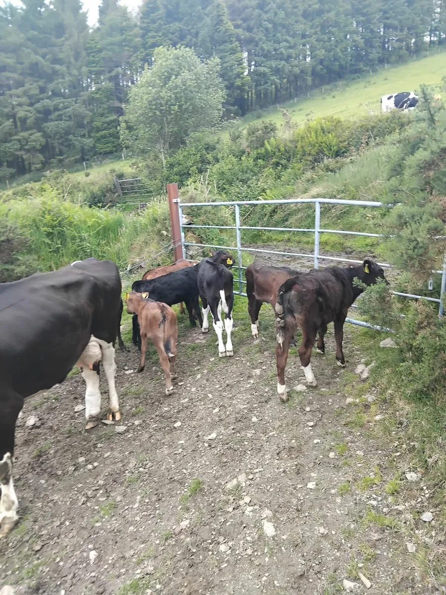 Cows and calves. - Image 2