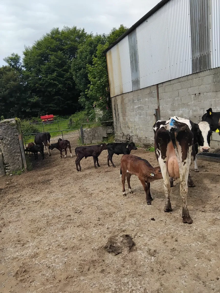 Cows and calves. - Image 3