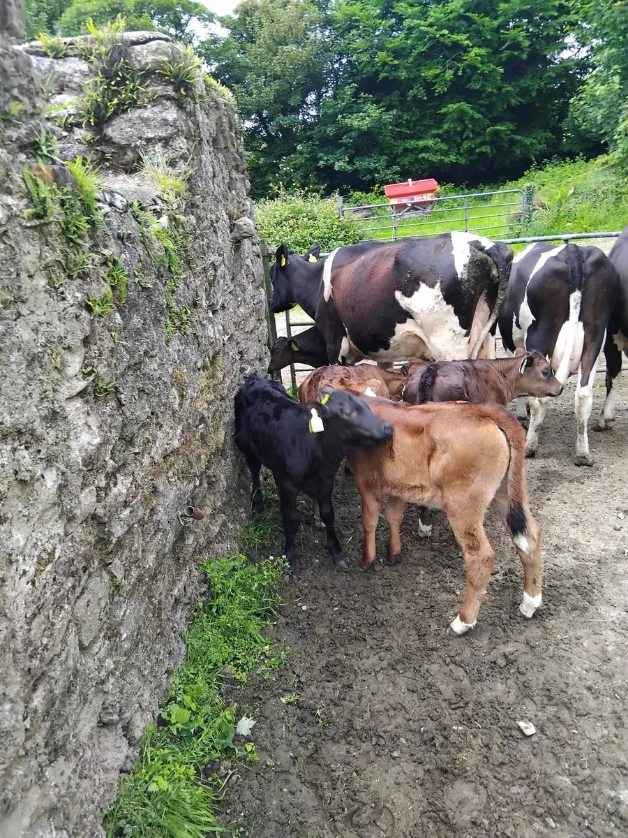 Cows and calves. - Image 4
