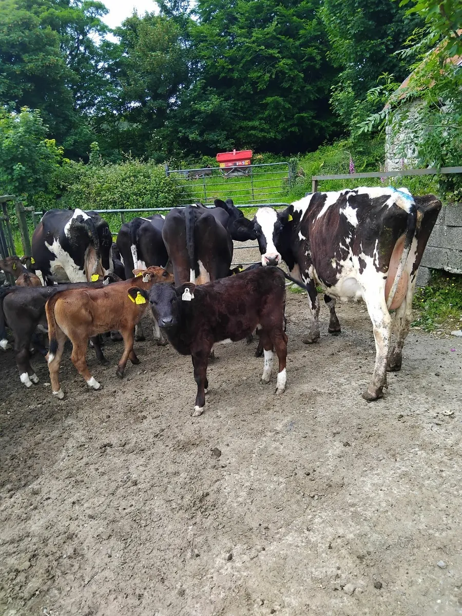 Cows and calves. - Image 1