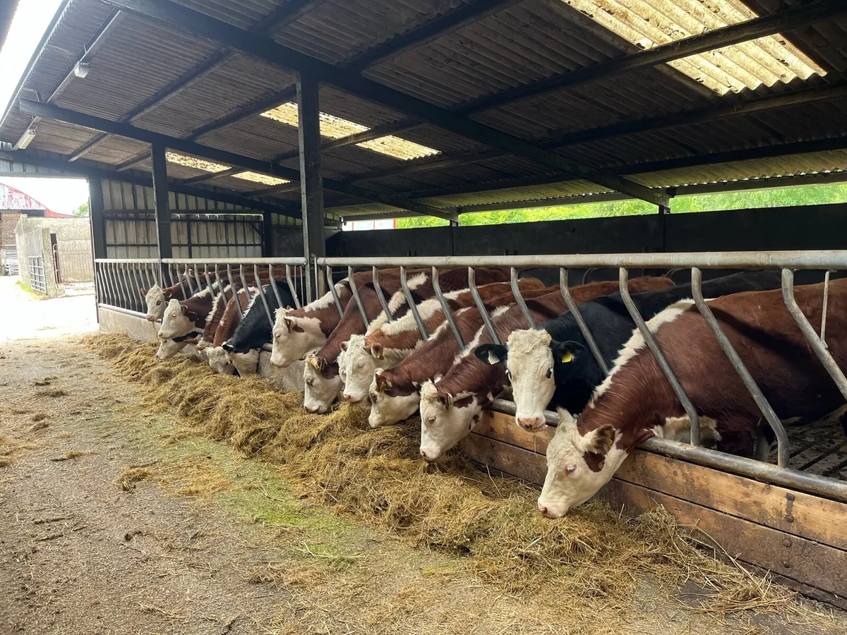 Organic Hereford Heifers - Image 1
