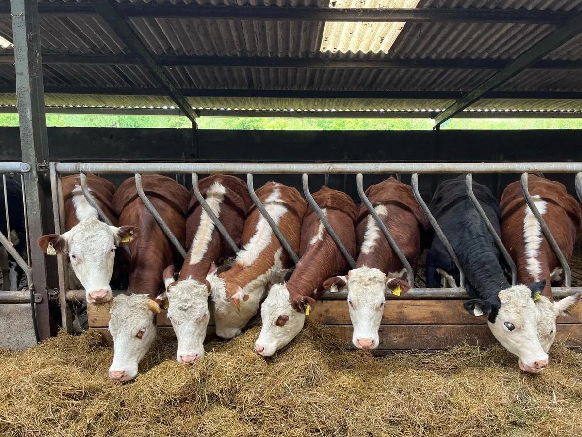 Organic Hereford Heifers - Image 3