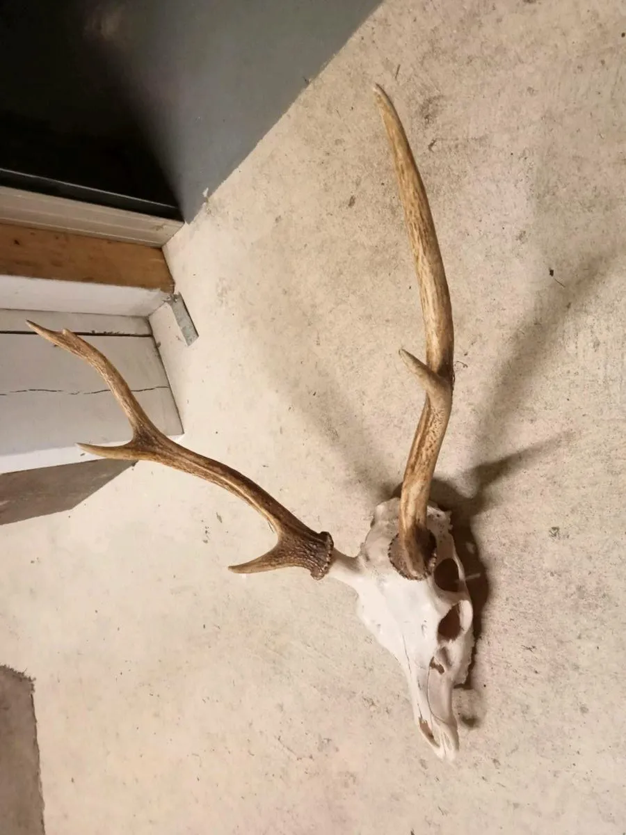 Deer head - Image 2