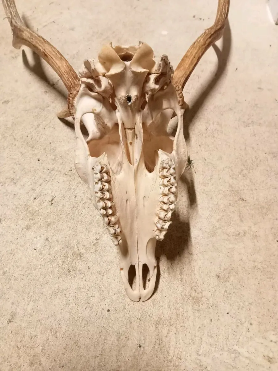 Deer head - Image 3