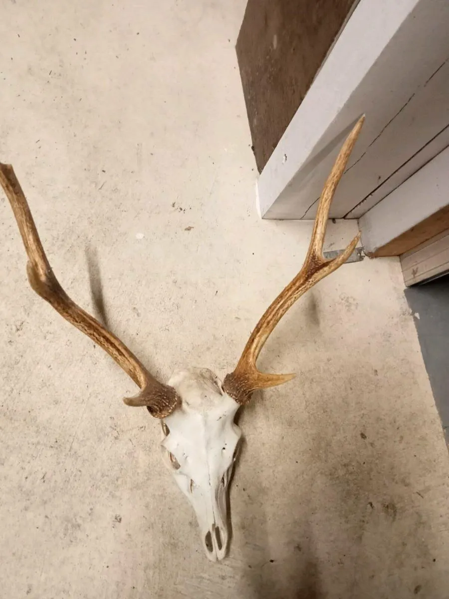 Deer head - Image 4