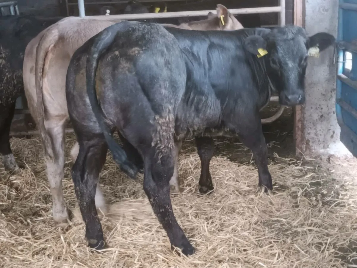 3 Top Quality U+ Heifer's for sale - Image 1