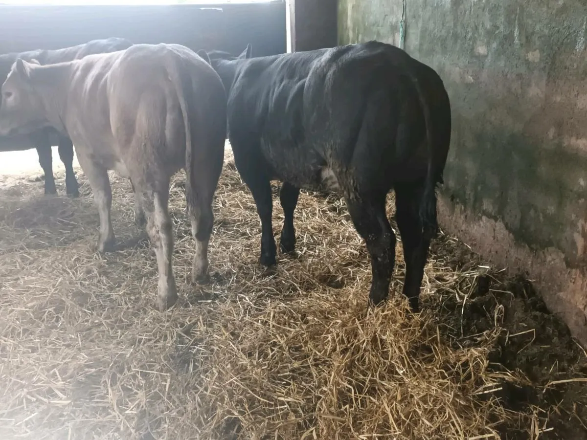 3 Top Quality U+ Heifer's for sale - Image 2