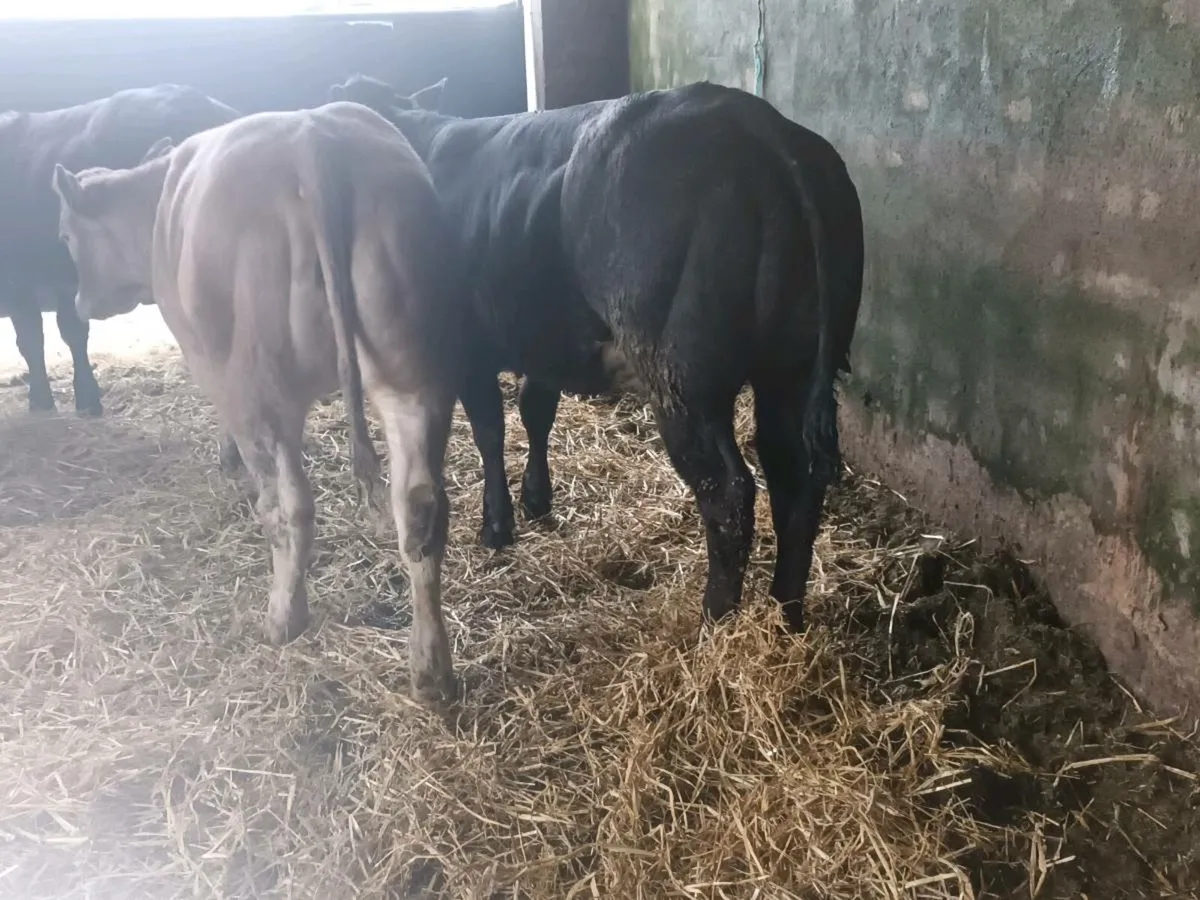 3 Top Quality U+ Heifer's for sale - Image 3