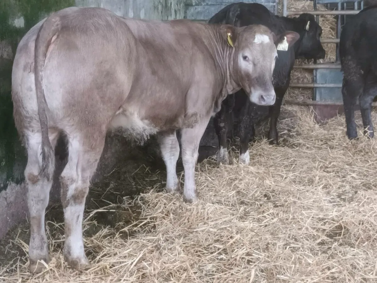 3 Top Quality U+ Heifer's for sale - Image 4