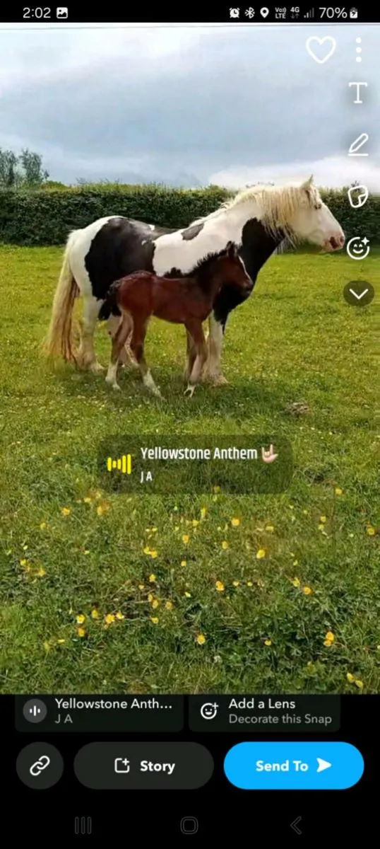 Mare and filly foal - Image 1