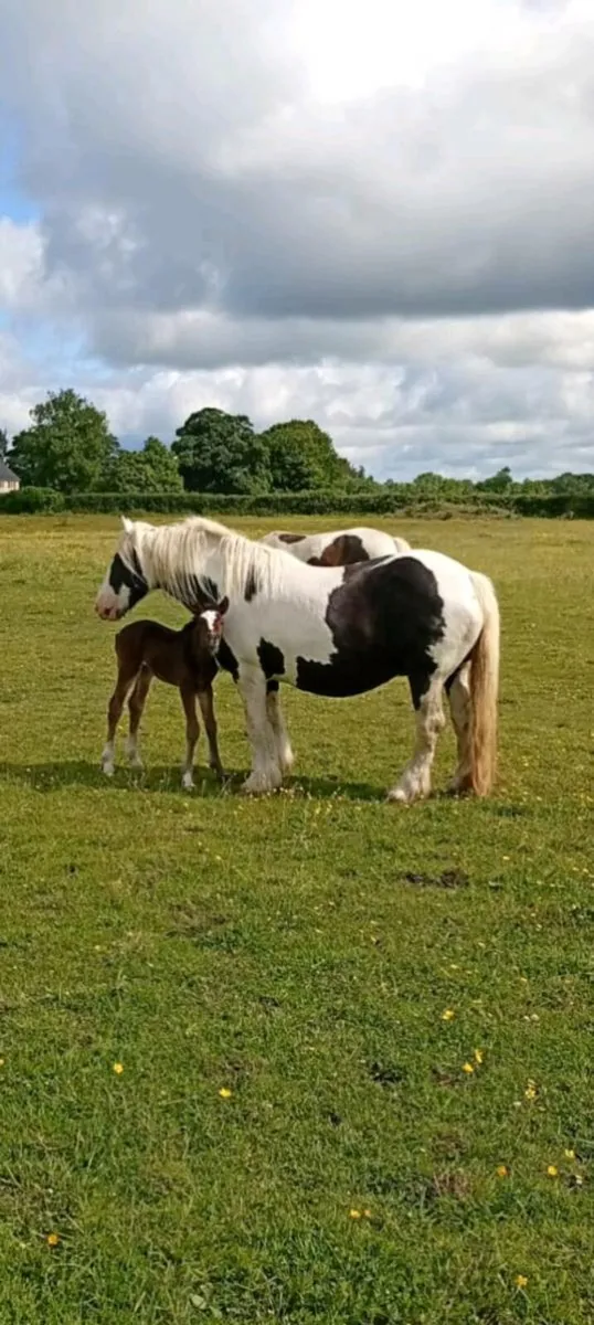 Mare and filly foal - Image 2