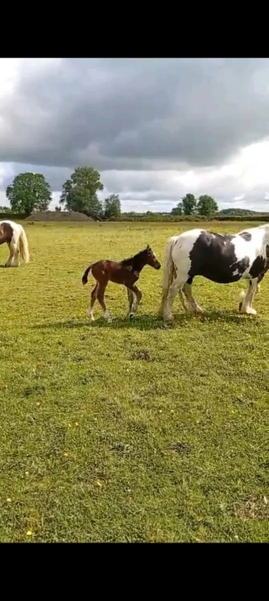 Mare and filly foal - Image 3
